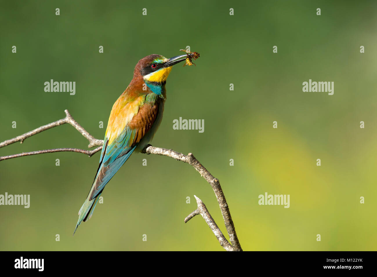 Guêpier (Merops apiaster) avec bee comme proies,assis sur,direction,Autriche Burgenland Banque D'Images