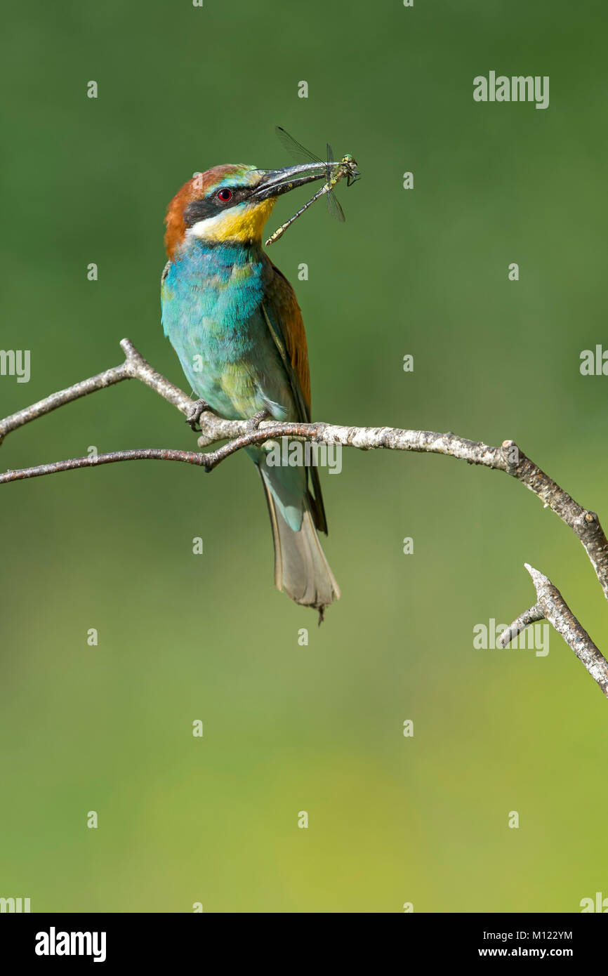 Guêpier (Merops apiaster) avec dragonfly comme proies,assis sur,direction,Autriche Burgenland Banque D'Images
