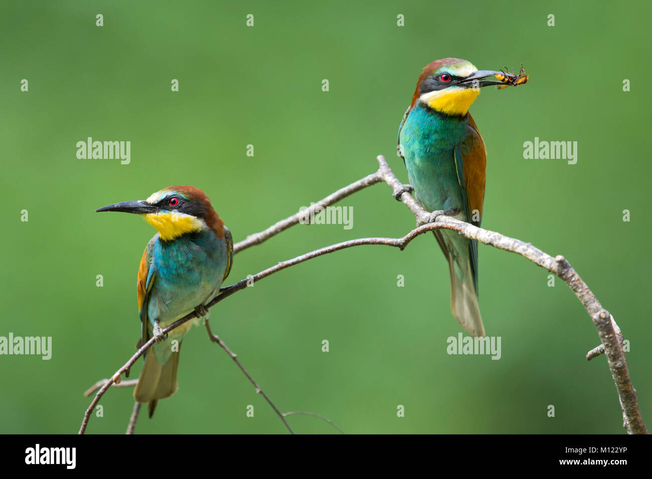 Guêpier (Merops apiaster),couple avec bee comme proies,assis sur,direction,Autriche Burgenland Banque D'Images