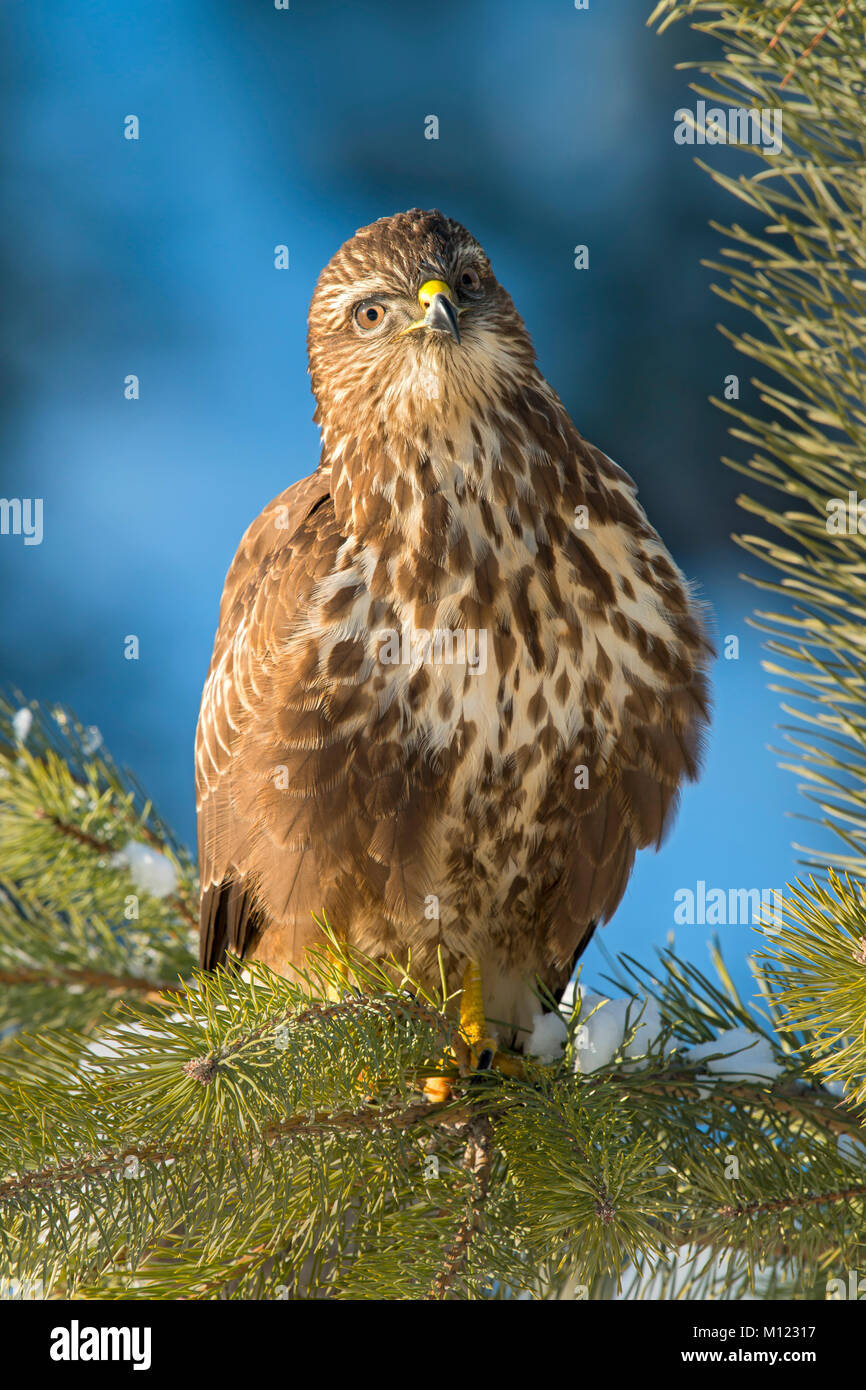 Steppe buzzard (Buteo buteo) est assis sur la branche de pin,recherche, Tyrol, Autriche Banque D'Images