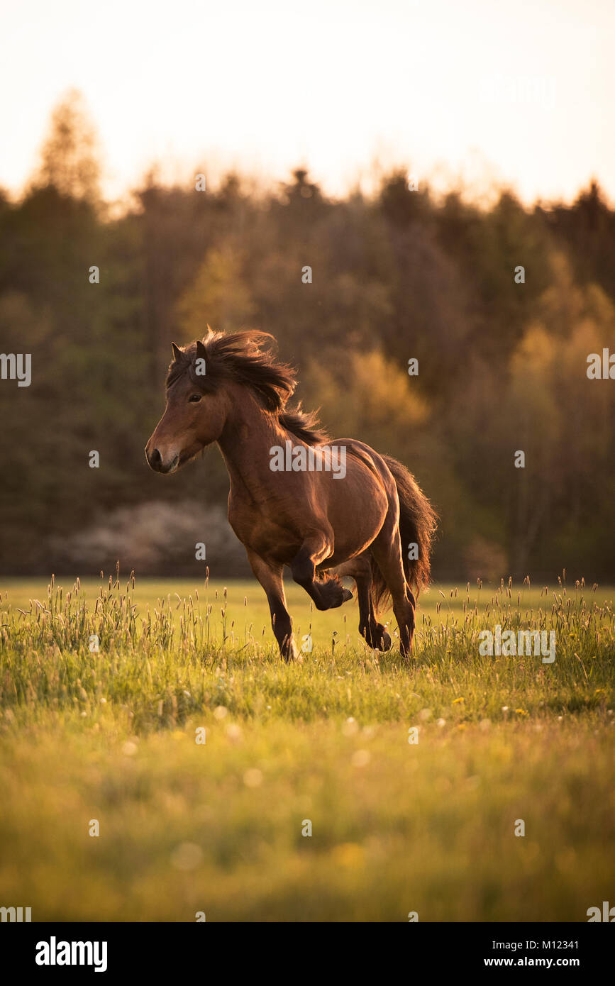 Cheval islandais (Equus islandicus) trots sur meadow,Allemagne Banque D'Images