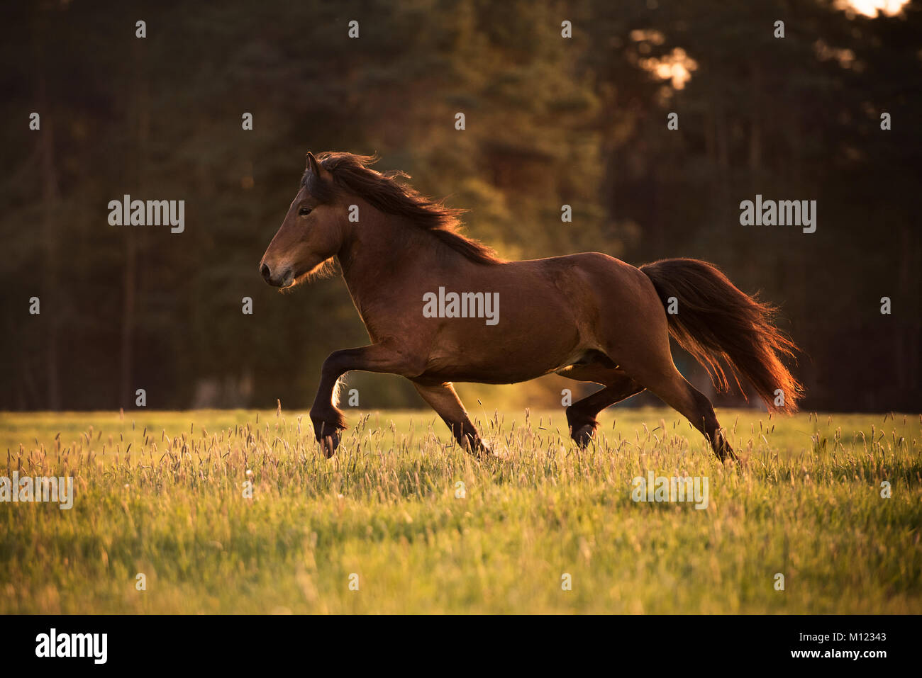 Cheval islandais (Equus islandicus) trots sur meadow,Allemagne Banque D'Images