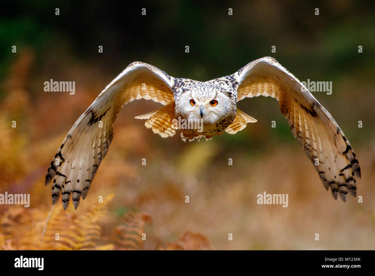 Aigle de Sibérie (Owl Bubo bubo sibiricus),en automne,vol,Bavière, Allemagne Banque D'Images