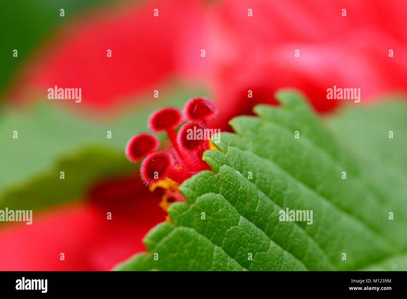 Fleur d'hibiscus, pollen, macro Banque D'Images