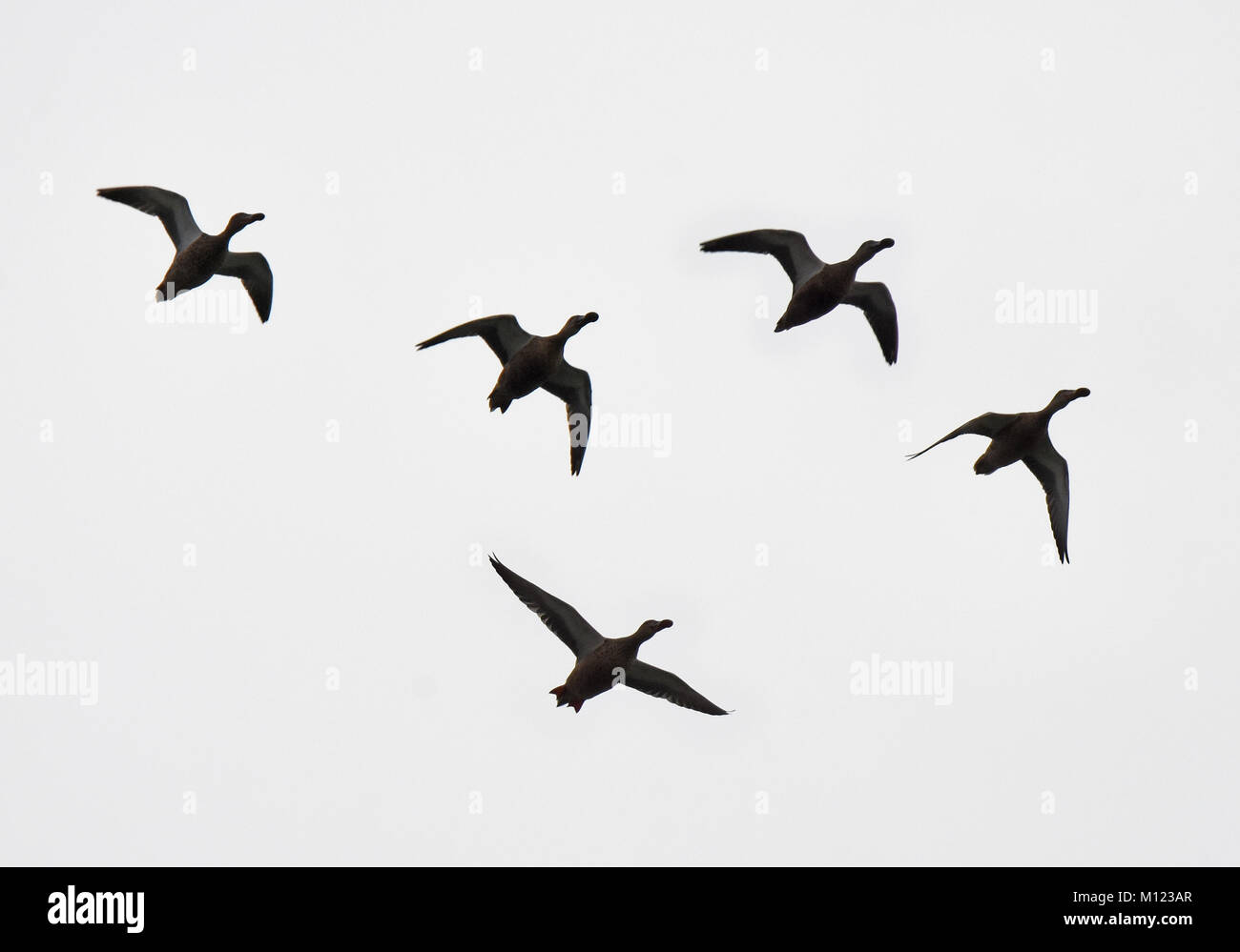 Le Canard souchet (Spatule clypeata) troupeau vol , silhouette Banque D'Images
