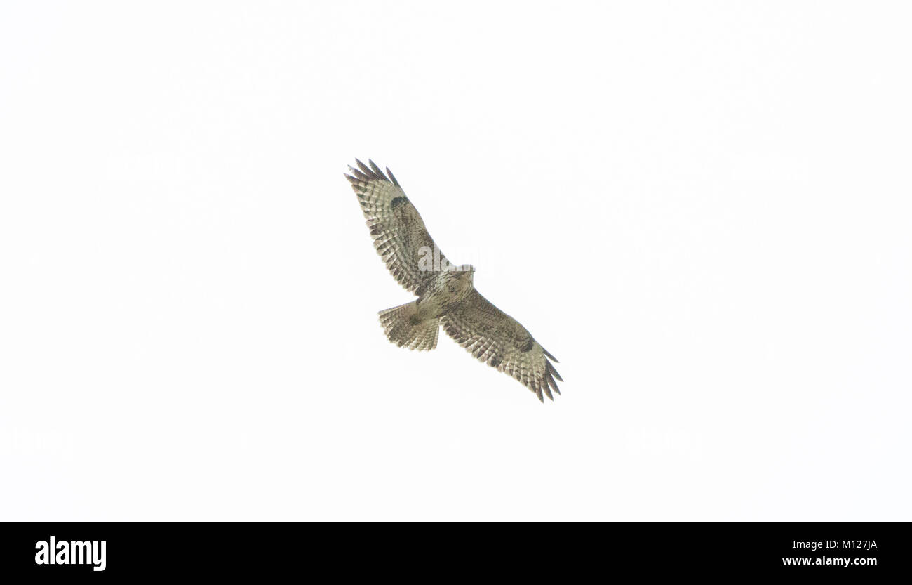 Frais généraux Buzzard lumineux Banque D'Images