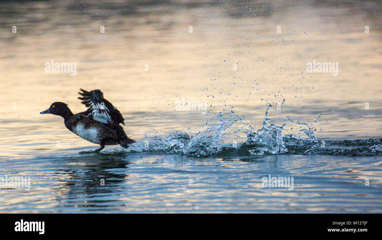 Fuligule morillon landing sur le lac Banque D'Images