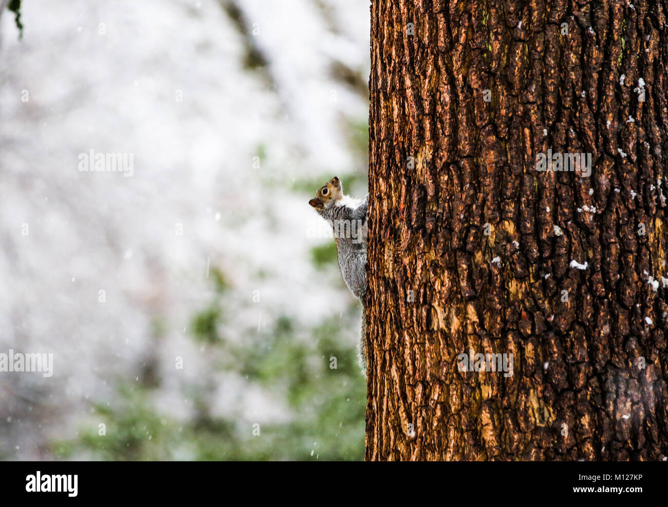 Une escalade d'Écureuil Arbre enneigé Banque D'Images