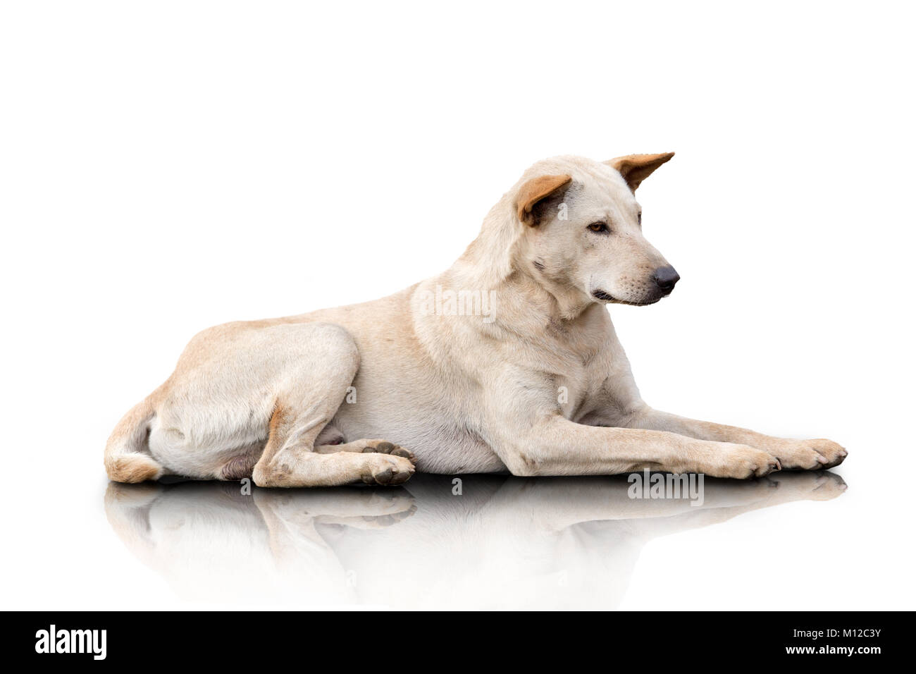 Un portrait d'un chien bâtard Couleur crémeuse portant sur le terrain. isolé sur fond blanc Banque D'Images