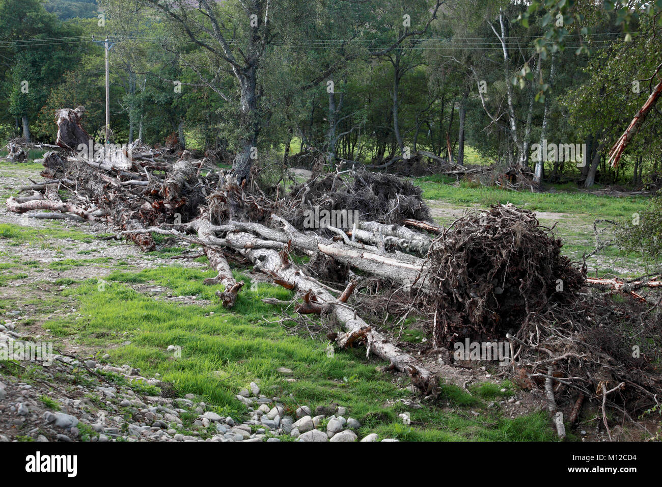 Les arbres déracinés par la rivière Dee, une partie de la les dommages causés par la tempête Frank en N.E. L'Écosse à la fin de décembre 2015 Banque D'Images