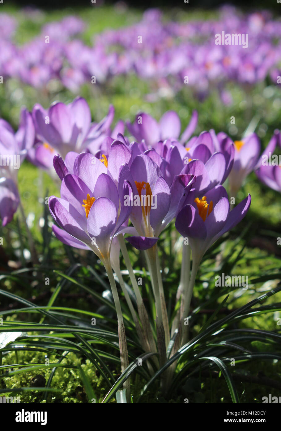 Un groupe de belles fleurs purple crocus, rétroéclairé par le soleil au printemps. Banque D'Images