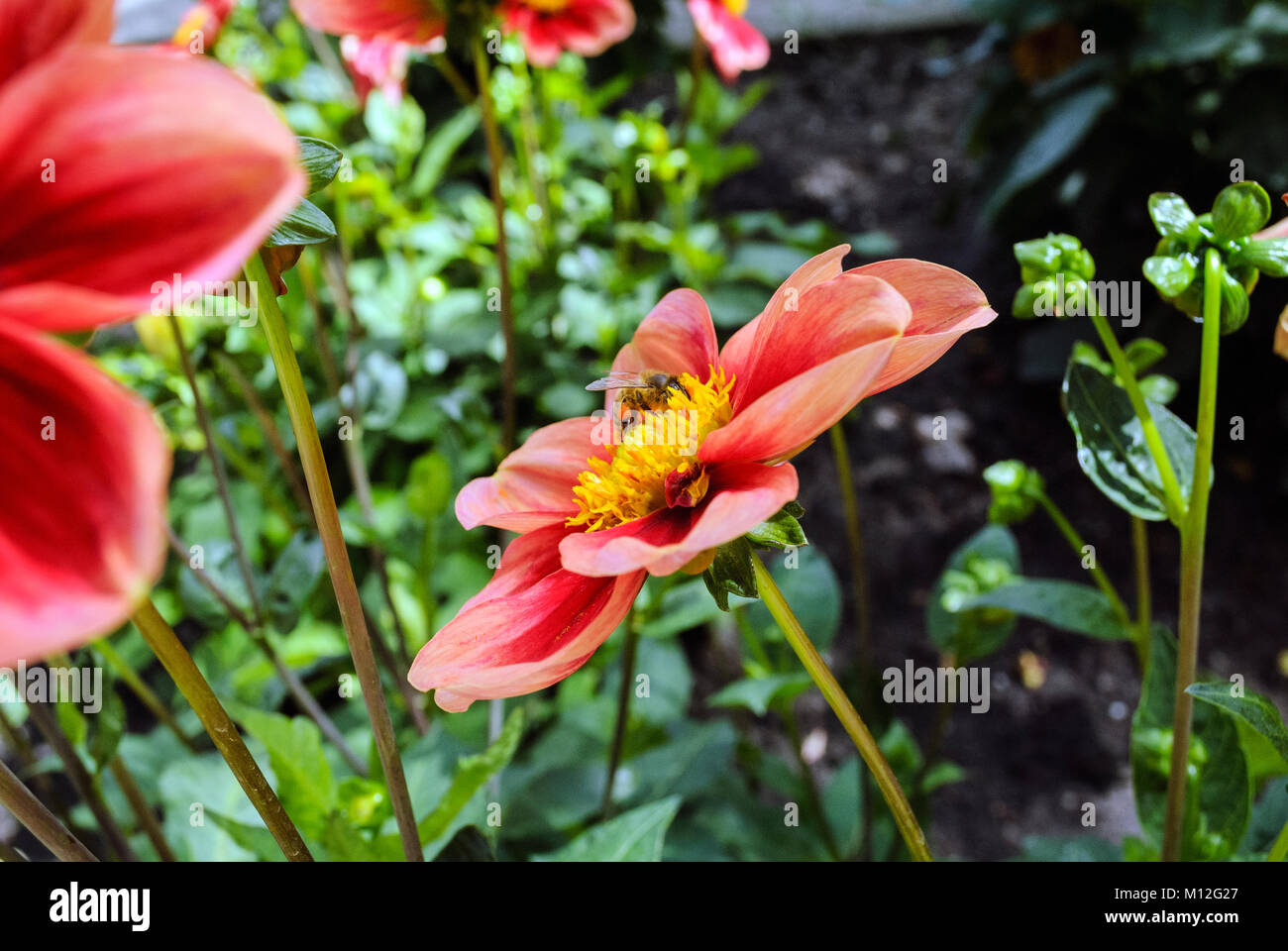 Dahlia fleurs simples Orange avec une abeille au Jardin botanique de Berlin Banque D'Images