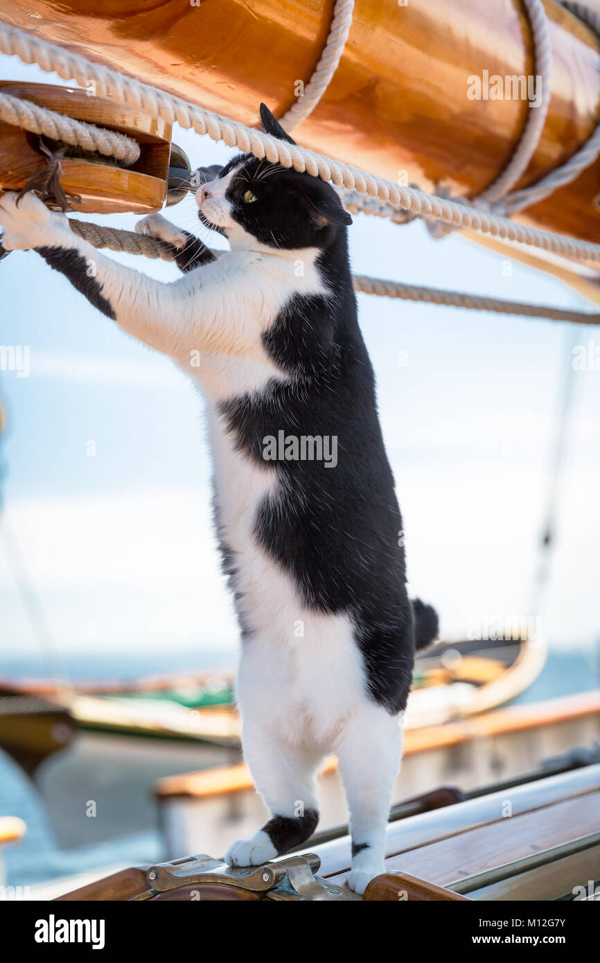 La chatte sur un voilier grimpe sur les cordes. Debout sur deux jambes/ Banque D'Images