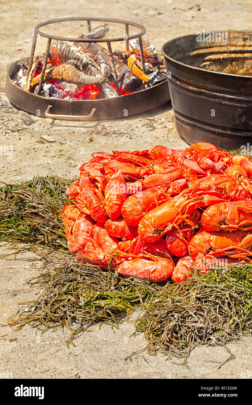 Cuire le homard sur une plage du Maine. Des dizaines de homards frais à la vapeur dans une grande casserole sur un feu de bois et a tourné sur un lit d'algues. La tradition de l'été. Banque D'Images