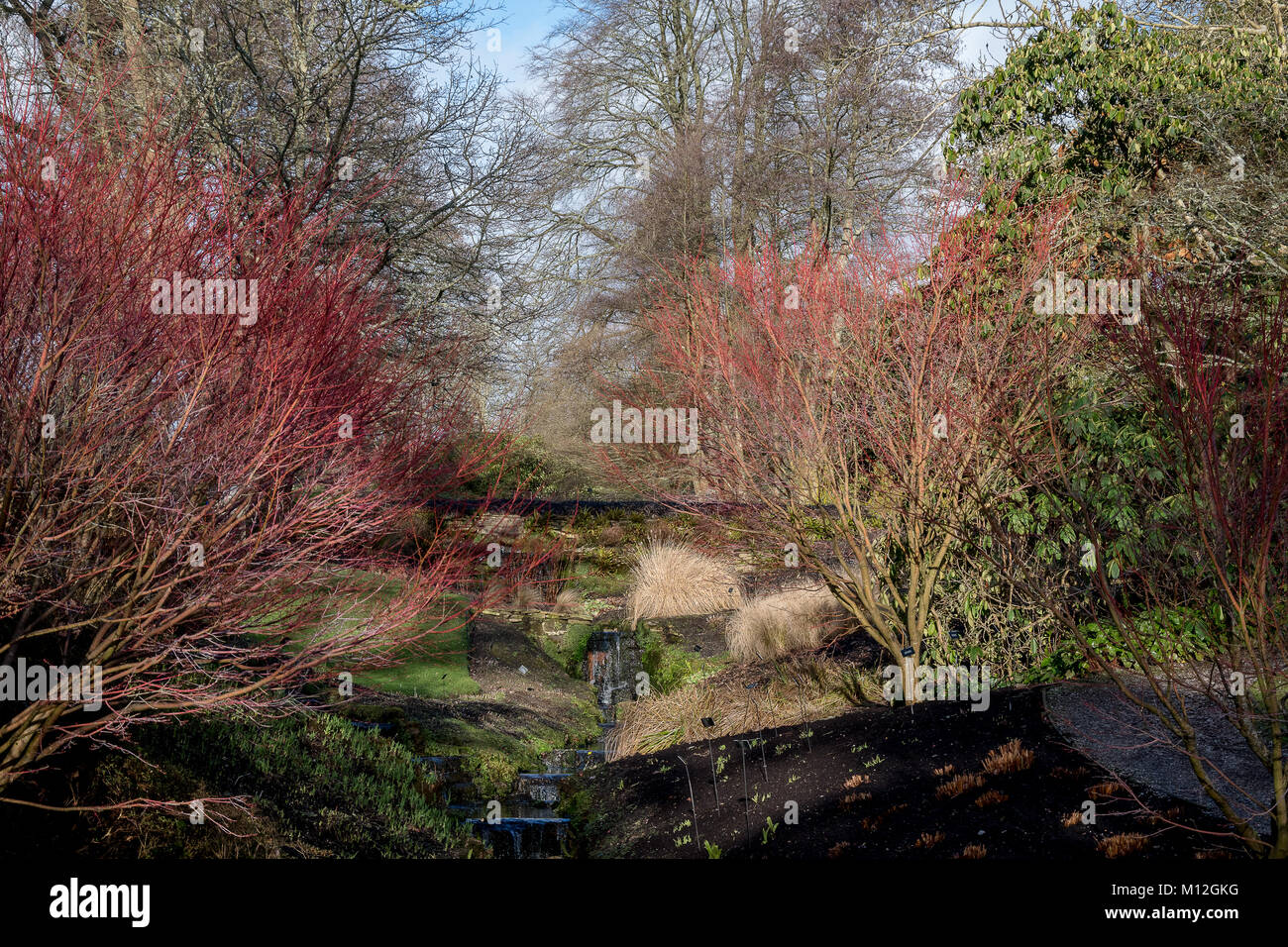 Couleur Janvier à Wakehurst Place Banque D'Images
