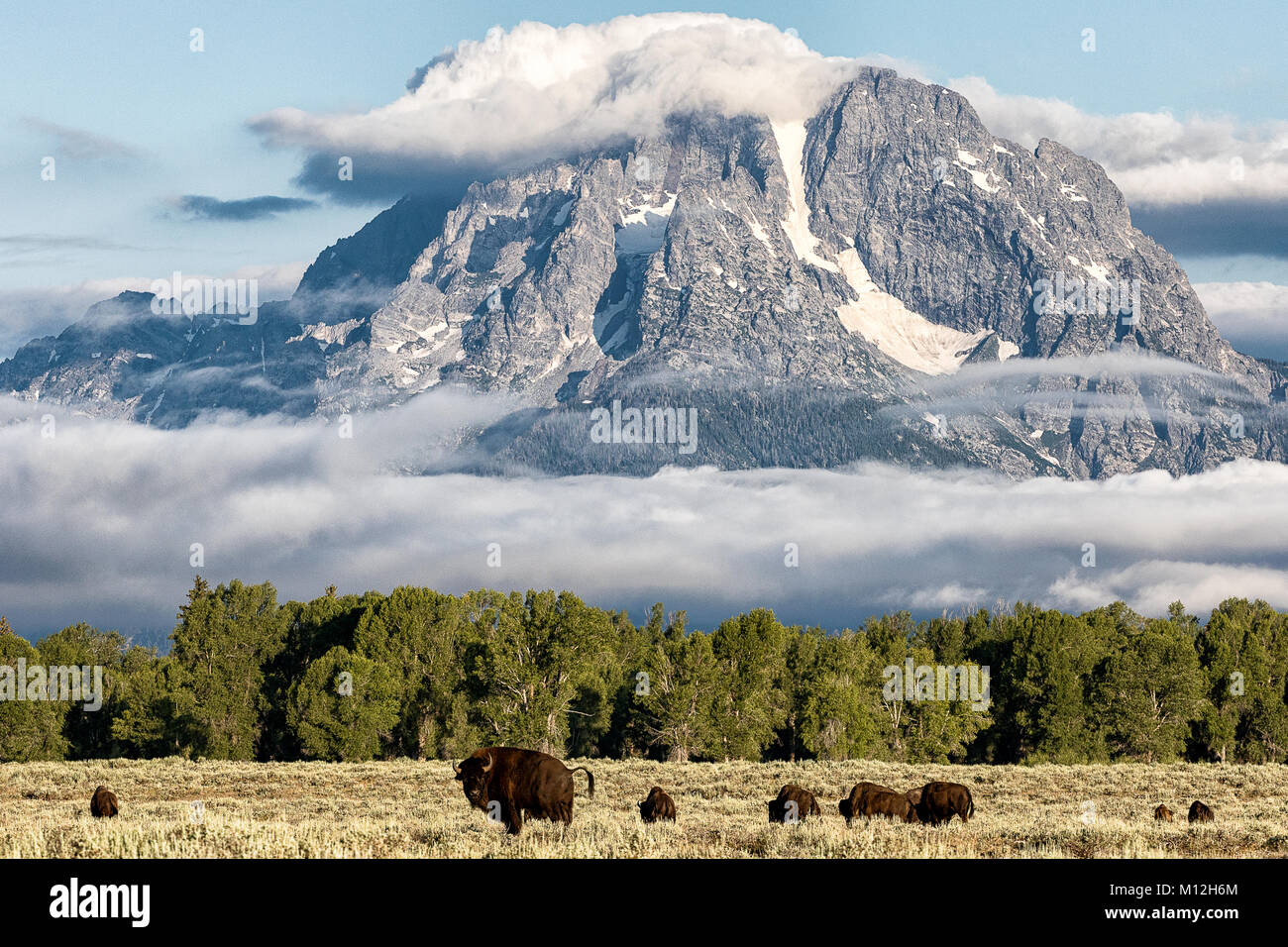 Buffles Under Mt. Moran Banque D'Images
