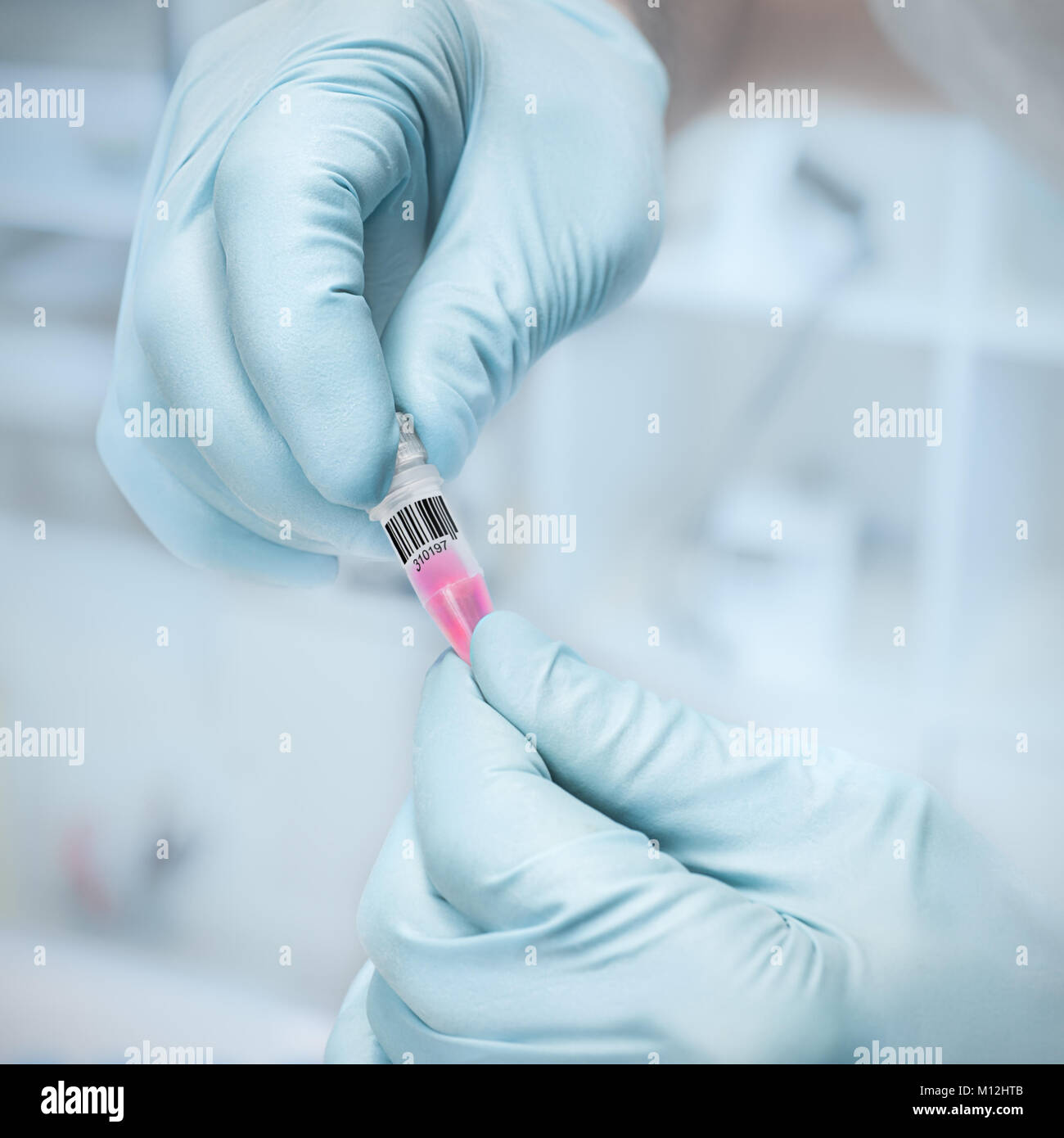 Échantillon scientifique dans les mains d'un scientifique ou d'un tech Banque D'Images