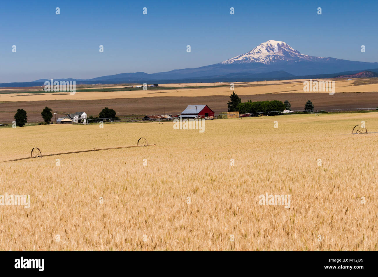 Ferme et ferme du blé avec du blé sec prêtes pour la récolte avec le Mont Adams dans la distance près de Bradley, Washington, USA Banque D'Images