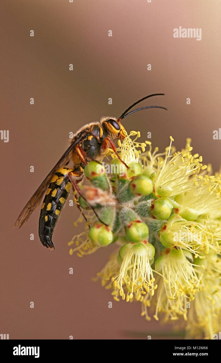 Fleur mâle (WASP) Tiphiidae sur bottlebrush flower Banque D'Images