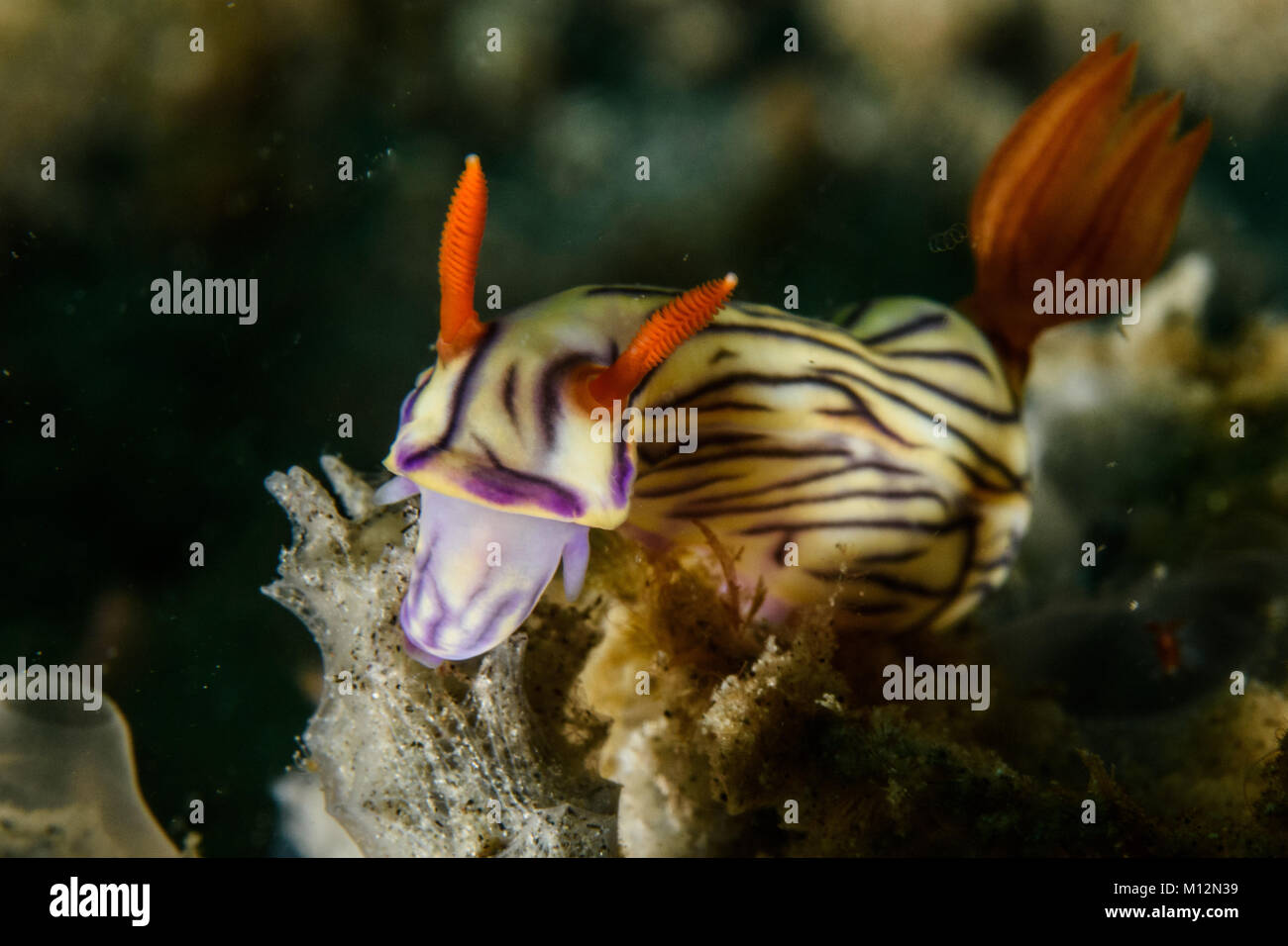 Hypselodoris nudibranche zephyra Banque D'Images