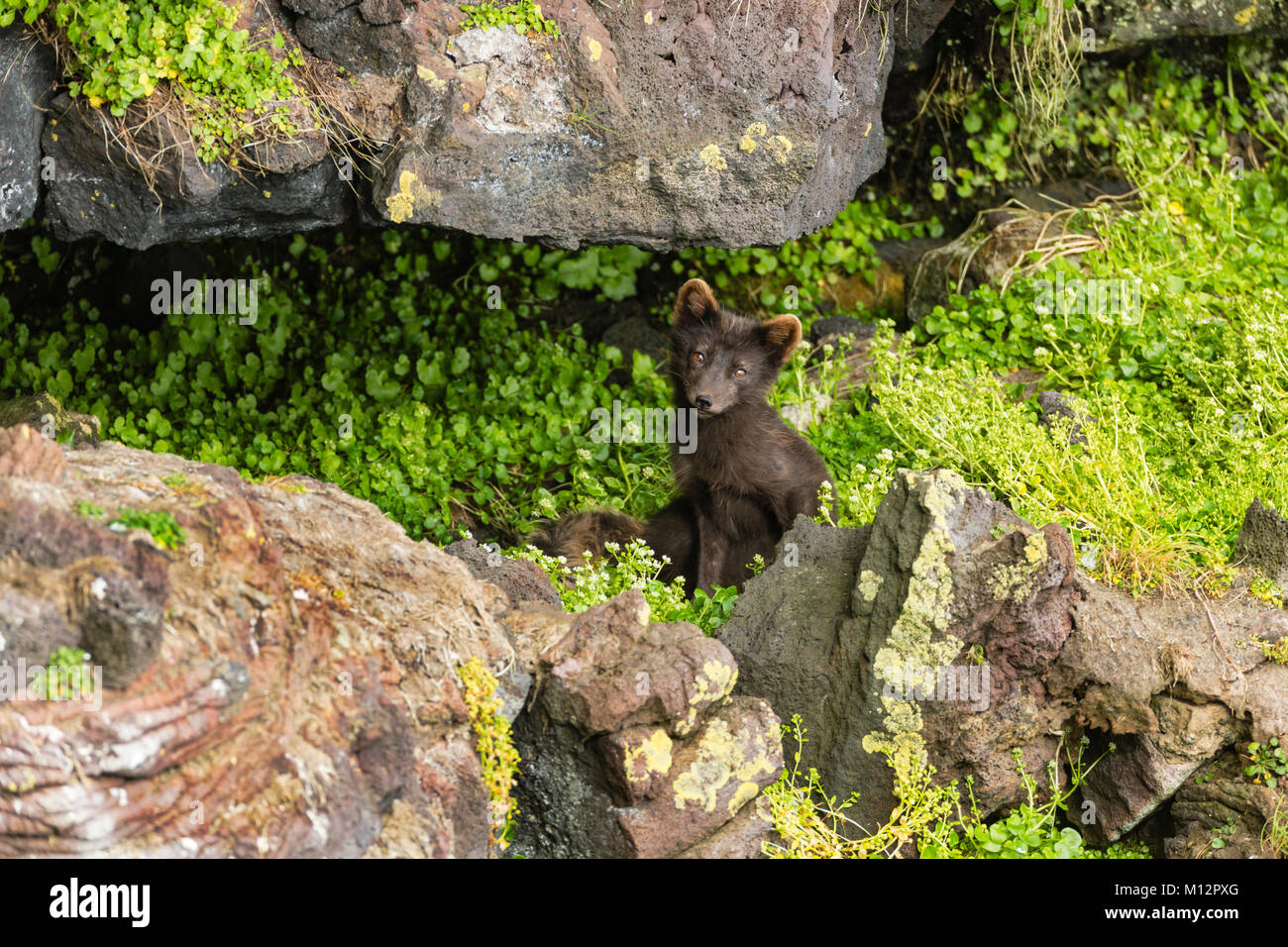 Le renard arctique (Alopex lagopus) la chasse aux oiseaux parmi les bluffs sur l'Île Saint-Paul au sud-ouest de l'Alaska. Banque D'Images