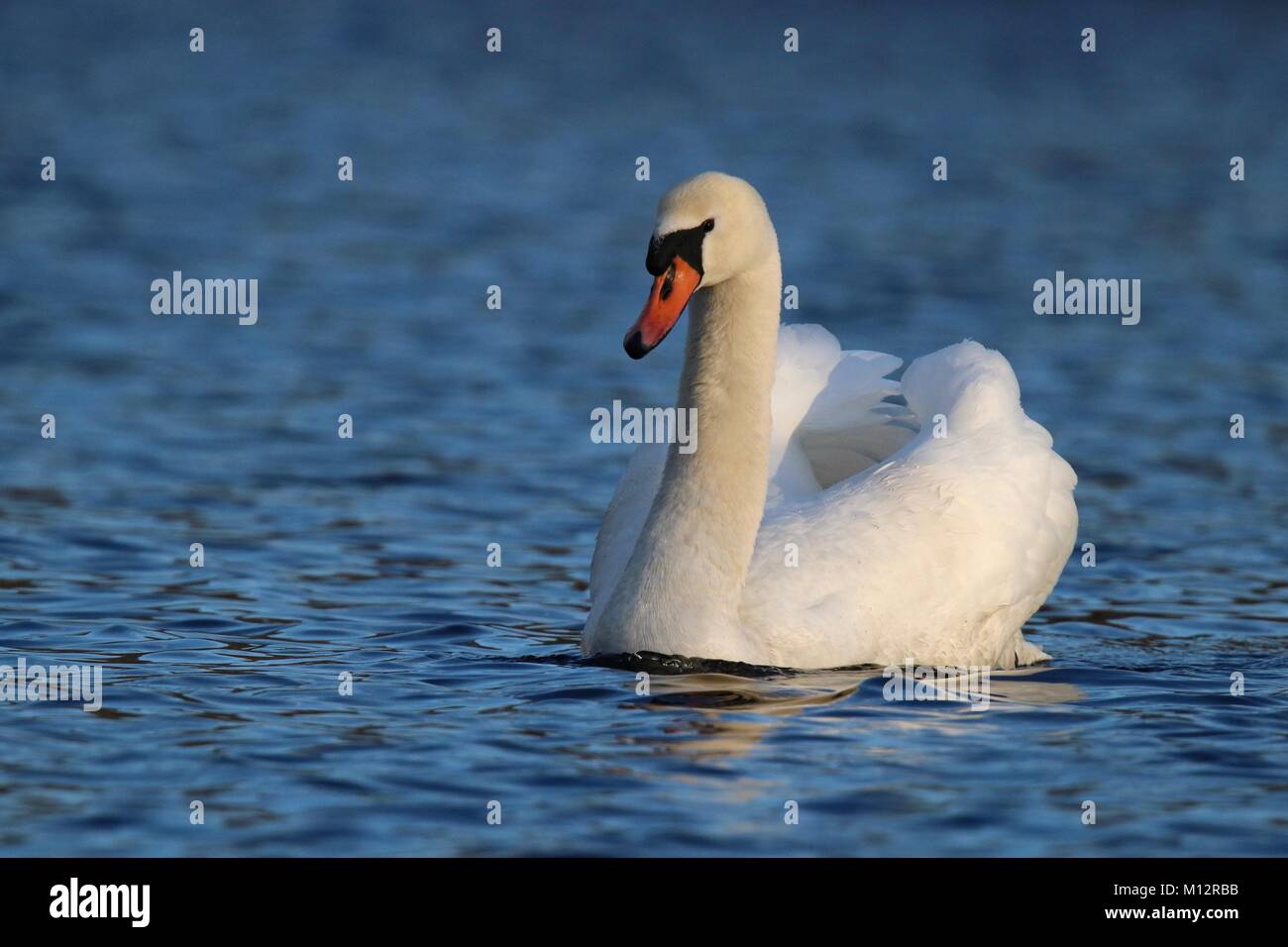 Un beau blanc Cygne tuberculé Cygnus olor natation sur un lac bleu. Banque D'Images