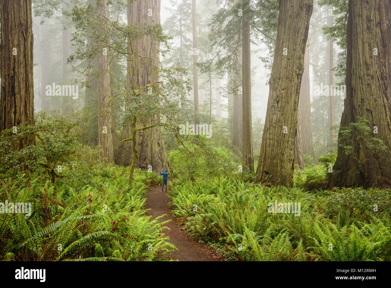Visiteur de prendre photo de redwood tree with cell phone in Lady Bird Johnson Grove, séquoias Parcs nationaux et d'État, la Californie. Banque D'Images