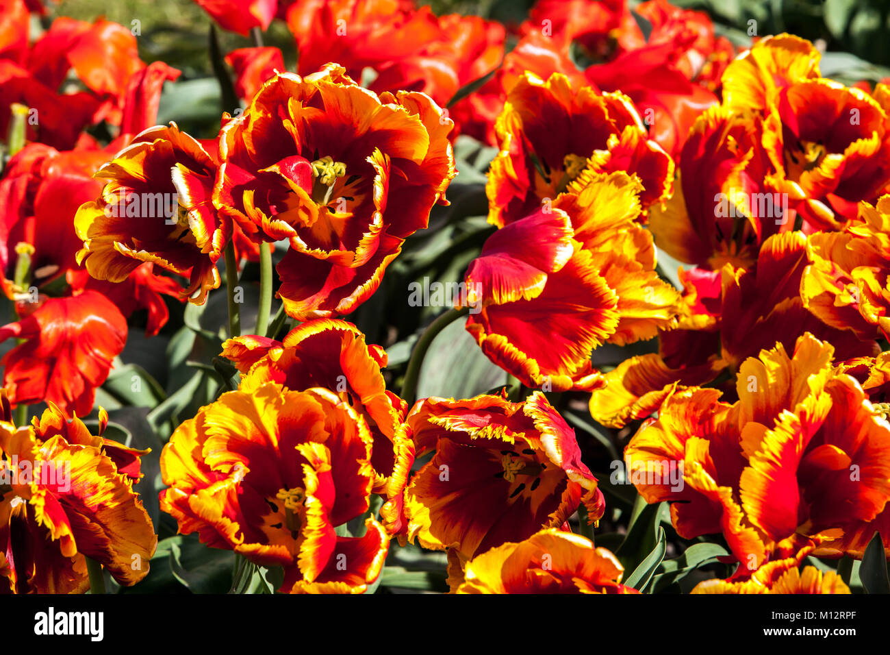 Tulipes fleur double plein de fleurs colorées dans le jardin Banque D'Images