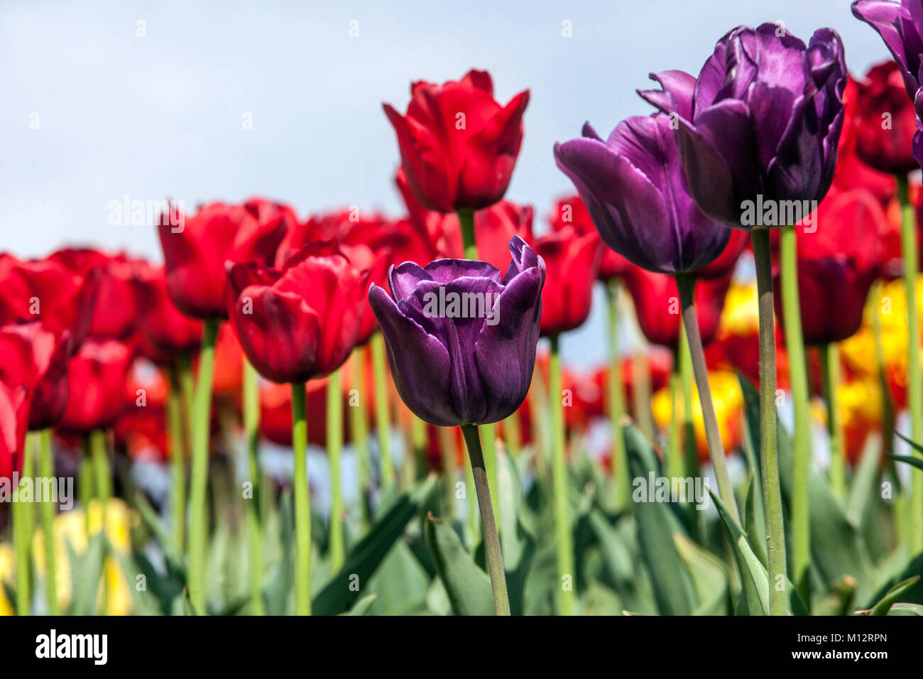 Lit de fleur pleine de tulipes colorées dans jardin Banque D'Images