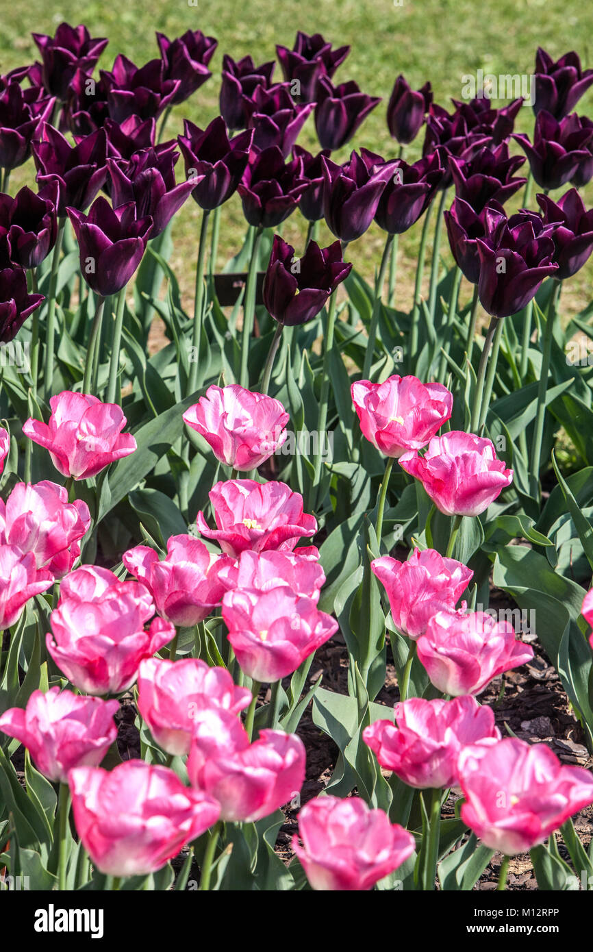 Lit de fleur pleine de tulipes colorées en jardin, fleurs mixtes Banque D'Images