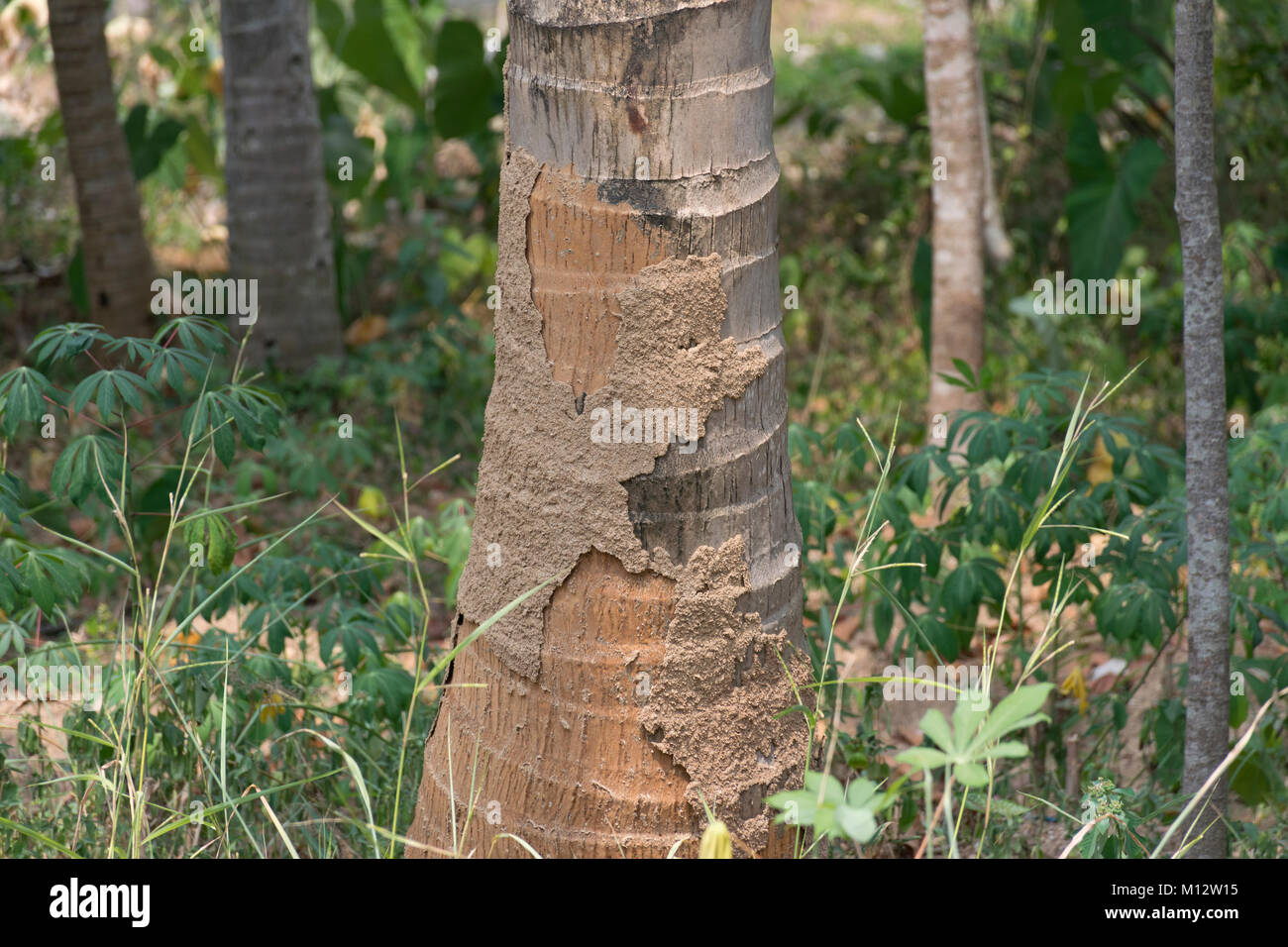 De plus en plus de termites sur un cocotier Banque D'Images