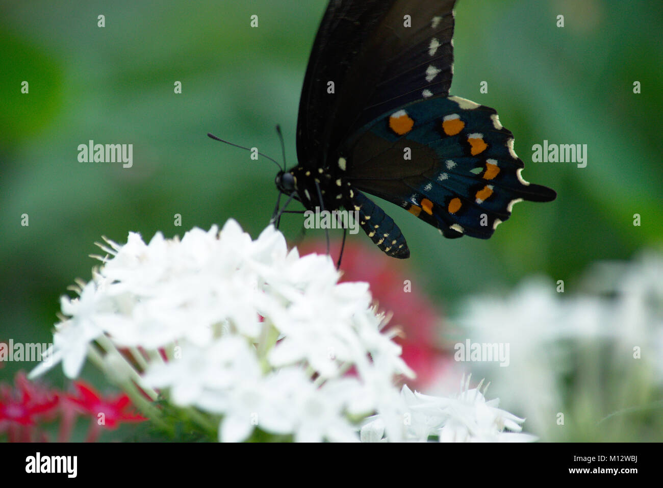 Swallow Tail papillon sur une fleur blanche Banque D'Images
