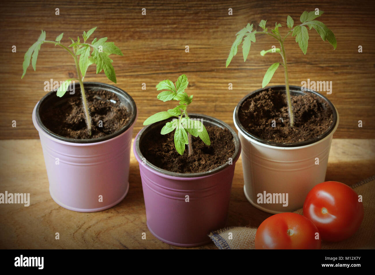 Les jeunes plants de tomates en pots de plus en plus backdround en bois. Concept de jardinage. Banque D'Images