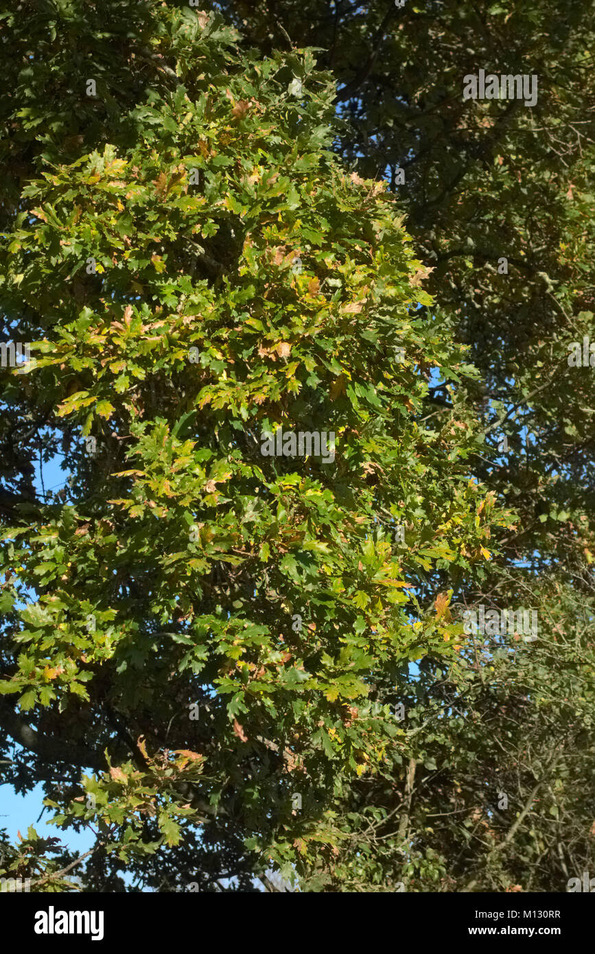 Quercus cerris chêne chevelu fin novembre conserve encore la plupart des feuillages Banque D'Images
