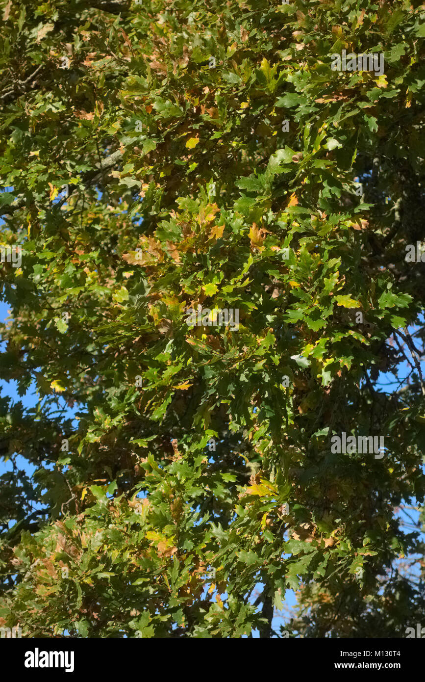 Quercus cerris chêne chevelu fin novembre conserve encore la plupart des feuillages Banque D'Images