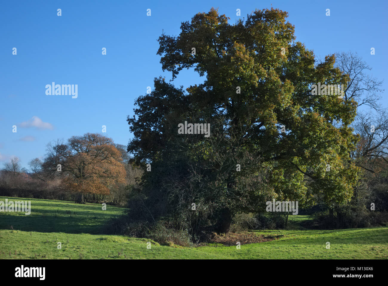 Quercus cerris chêne chevelu fin novembre conserve encore plus feuillage - Comparer avec Quercis robur à l'arrière gauche Banque D'Images