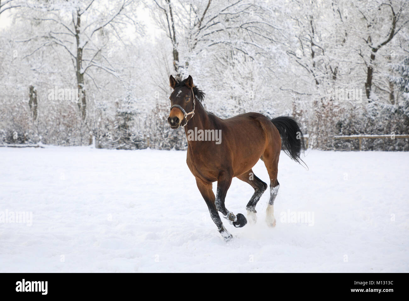 Cheval est le galop sur des prairie Banque D'Images