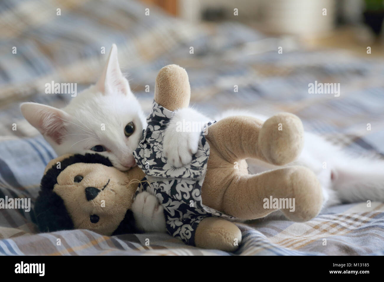 Le livre blanc yeux impairs chat dans la chambre. Banque D'Images