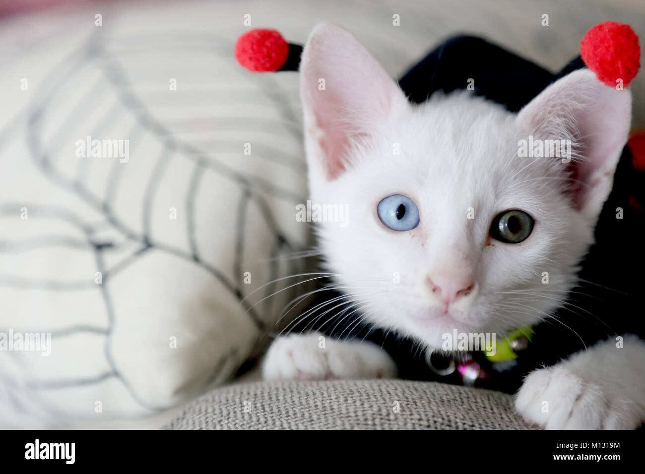 Le livre blanc yeux impairs chat dans la chambre. Banque D'Images