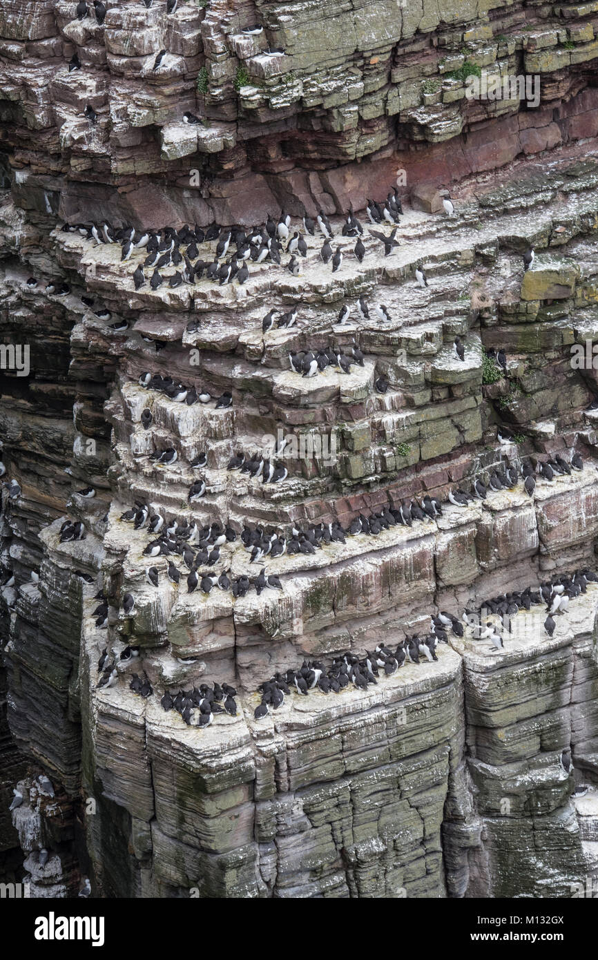 Duncansby Head falaises et les oiseaux de mer à proximité de John O'Groats, Caithness, en Écosse. UK. Banque D'Images