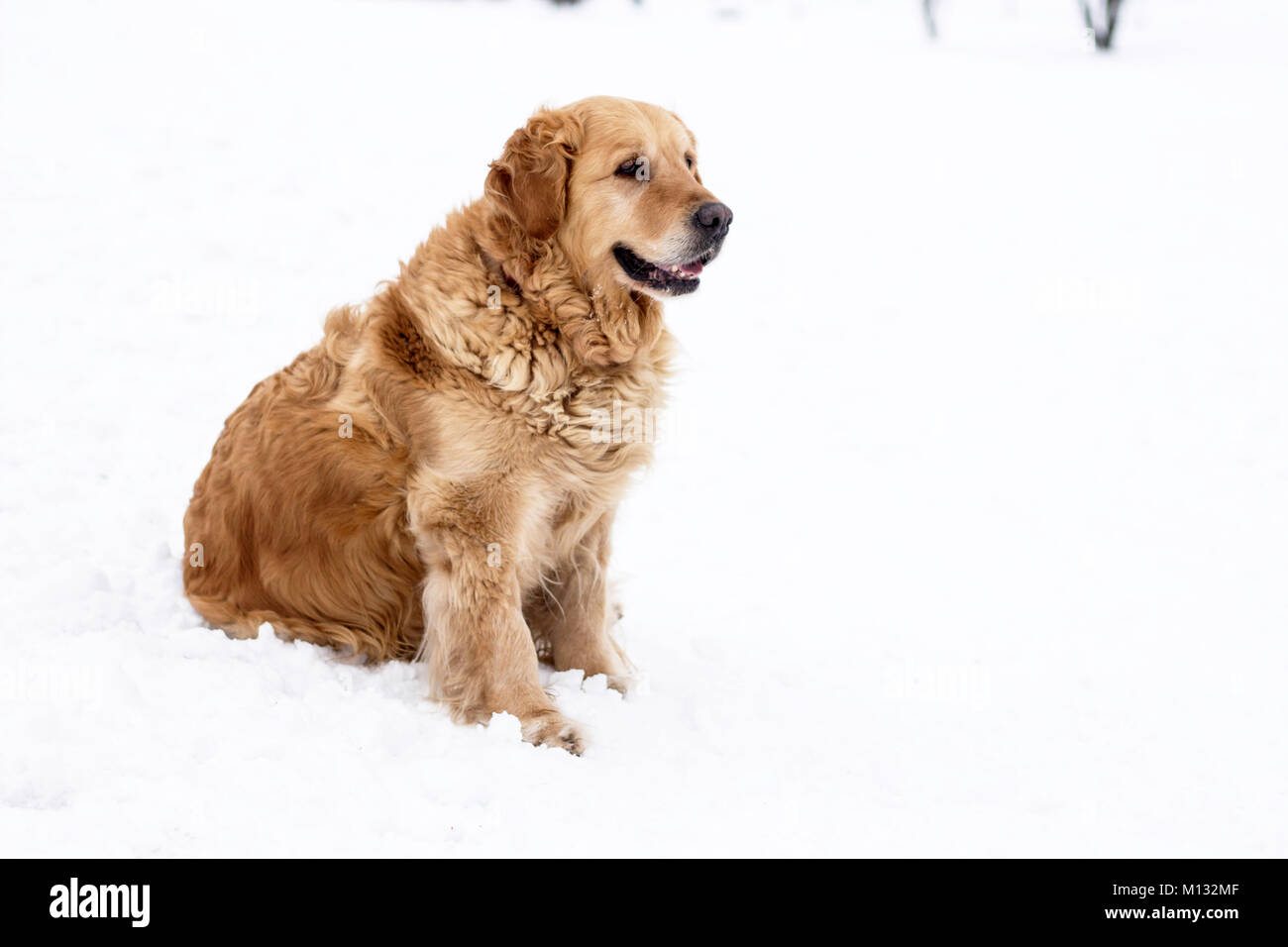 Chien golden retriever portrait d'hiver avec de la neige Banque D'Images