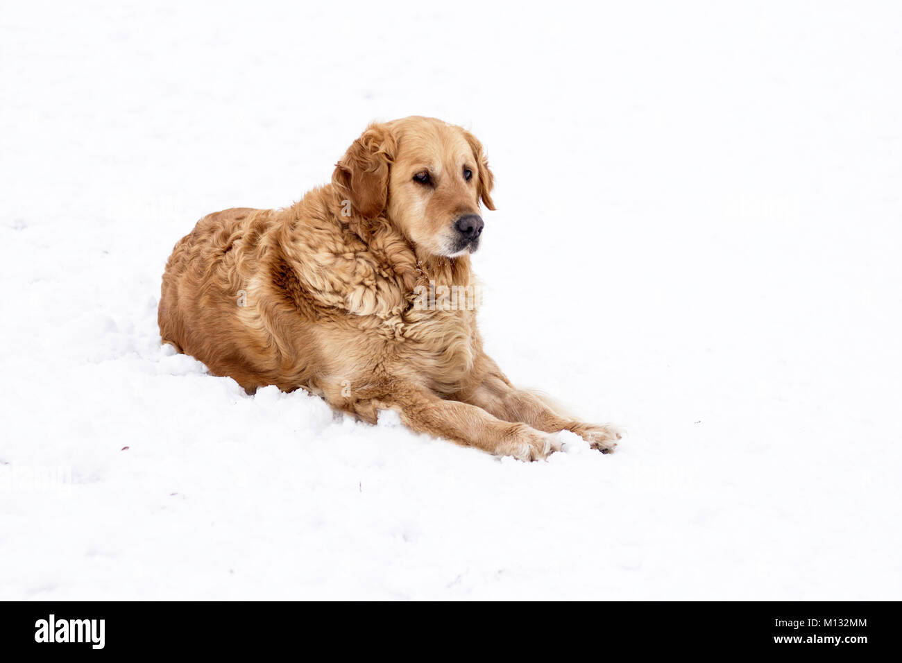 Chien golden retriever portrait d'hiver avec de la neige Banque D'Images