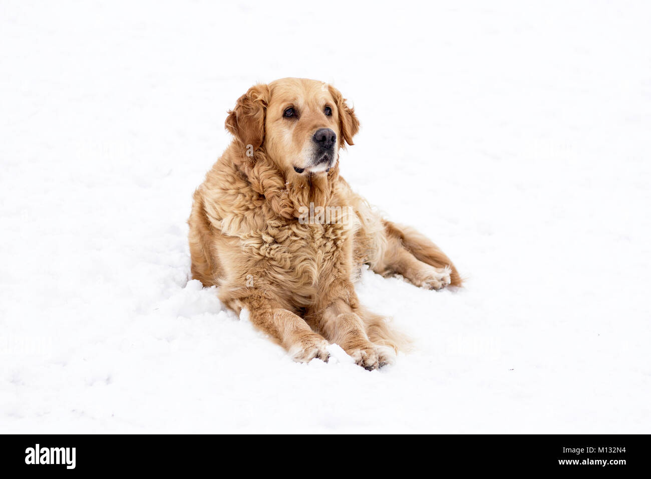 Chien golden retriever portrait d'hiver avec de la neige Banque D'Images