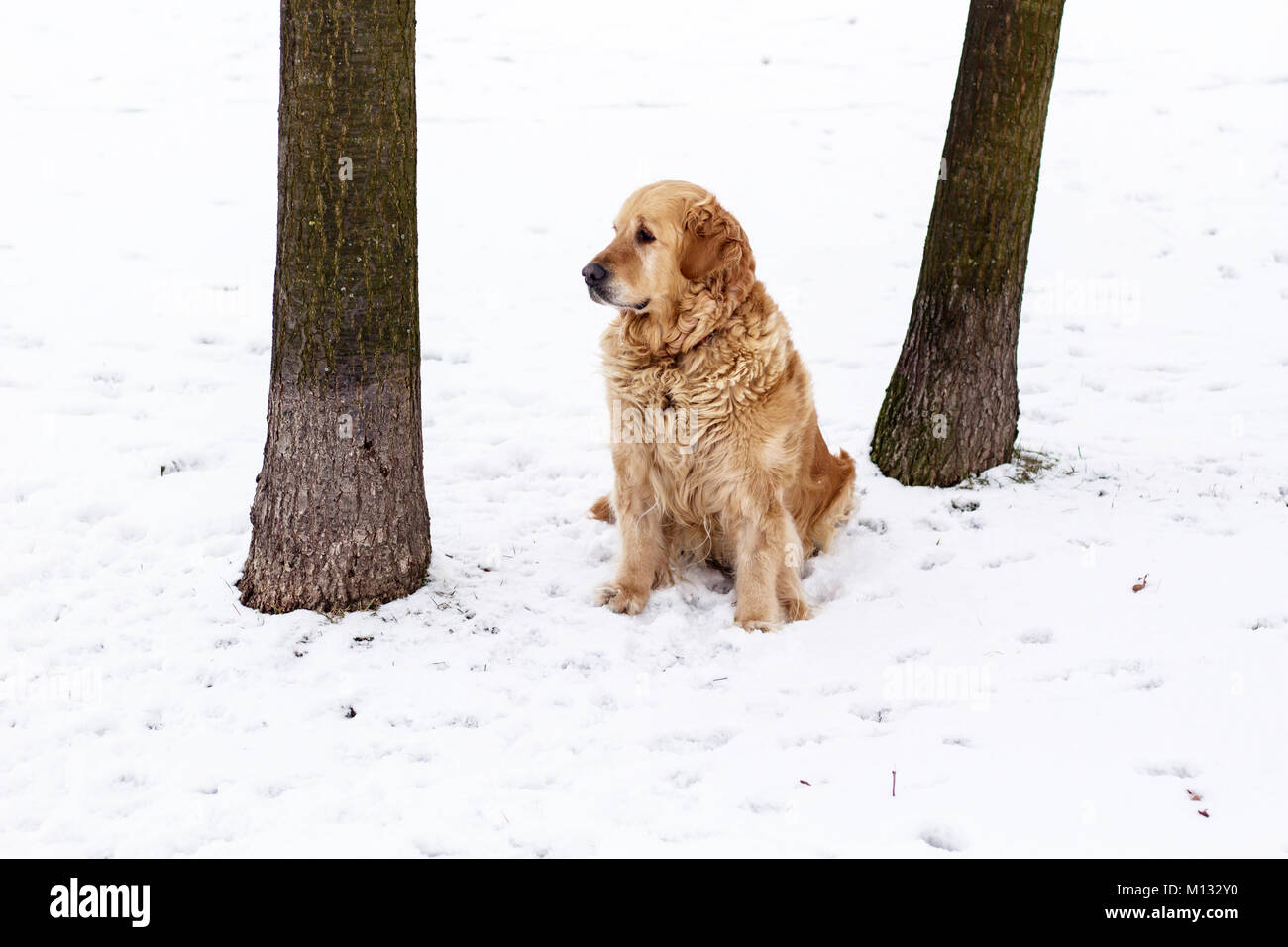 Chien golden retriever portrait d'hiver avec de la neige Banque D'Images