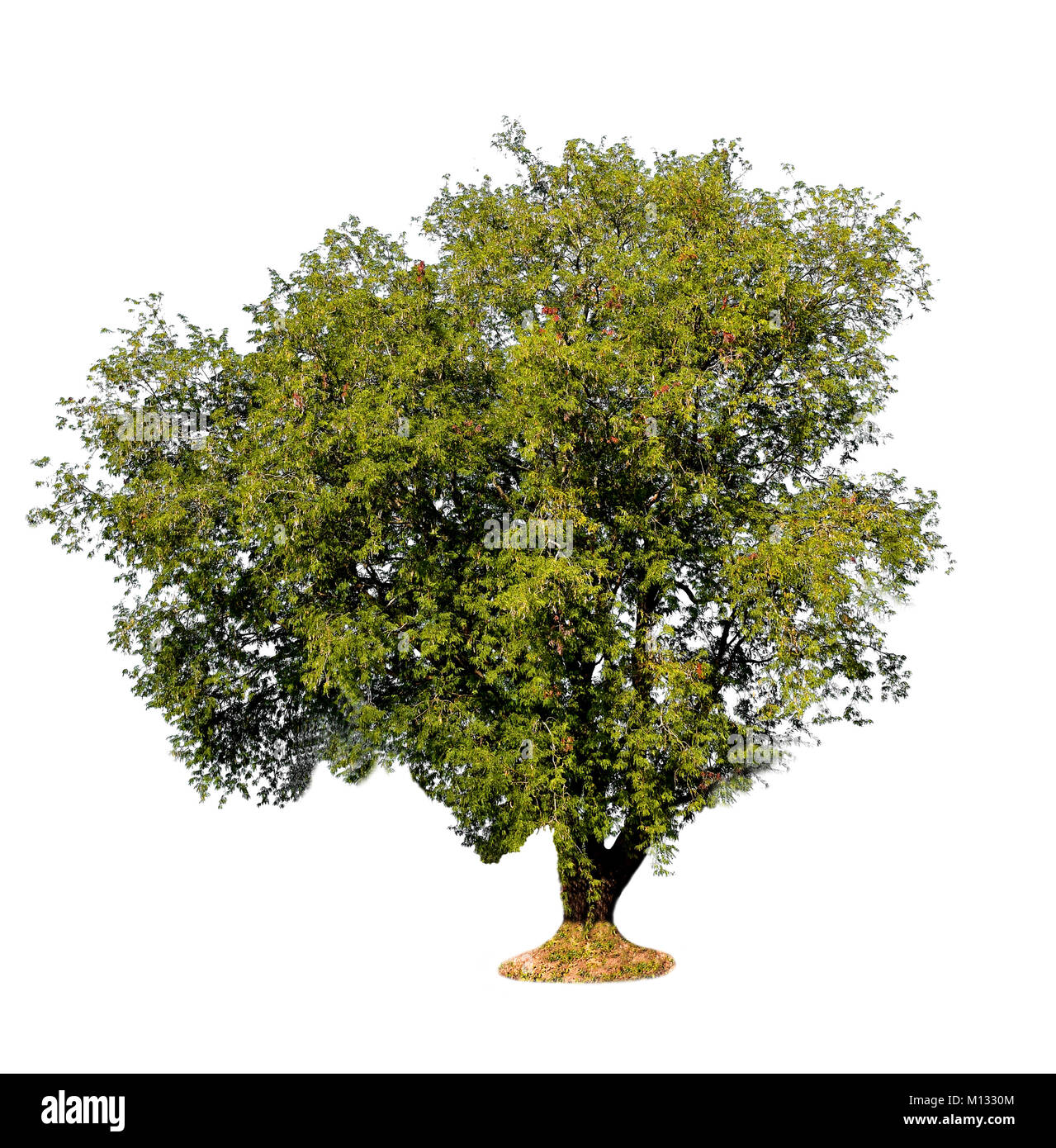 Tamarind Tree grandissant dans le champ de riz isolé sur fond blanc. Banque D'Images