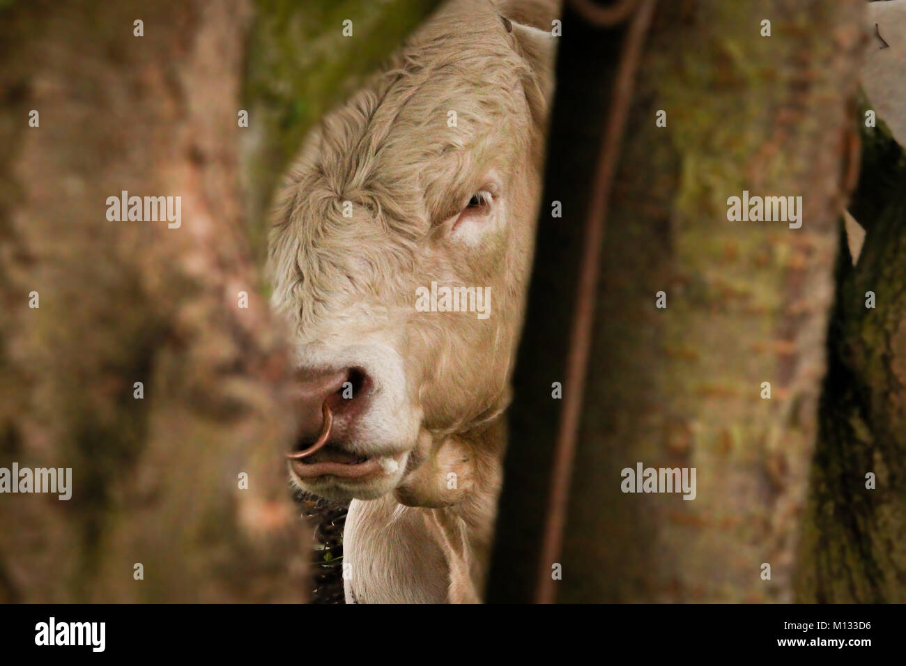 Vache en colère avec anneau dans le nez dans les arbres - Photo d'un taureau blanc en colère avec un anneau dans le nez grâce à des troncs de flou artistique Banque D'Images