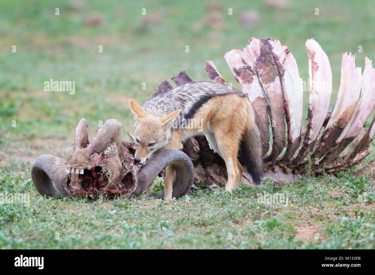 Le Chacal à dos noir (Canis mesomelas) à la carcasse d'un buffle (Syncerus caffer caffer), l'Addo Elephant National Park, Eastern Cape Province, S Banque D'Images