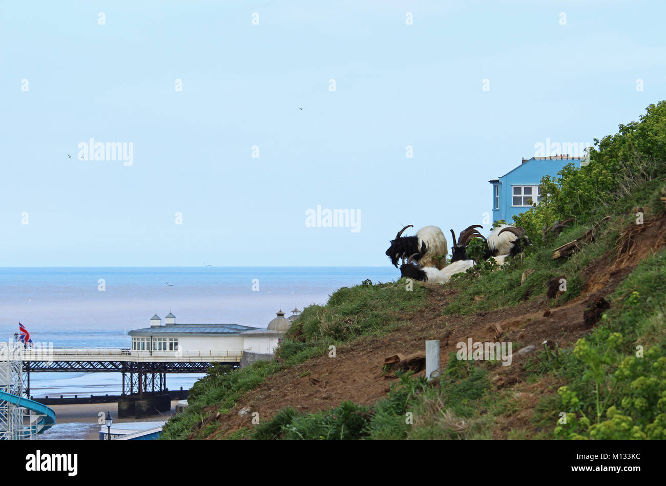 Les chèvres sur la falaise par la mer - troupeau de chèvres brouter sur les falaises herbeuses par la jetée de Cromer en Angleterre entre les maisons Banque D'Images