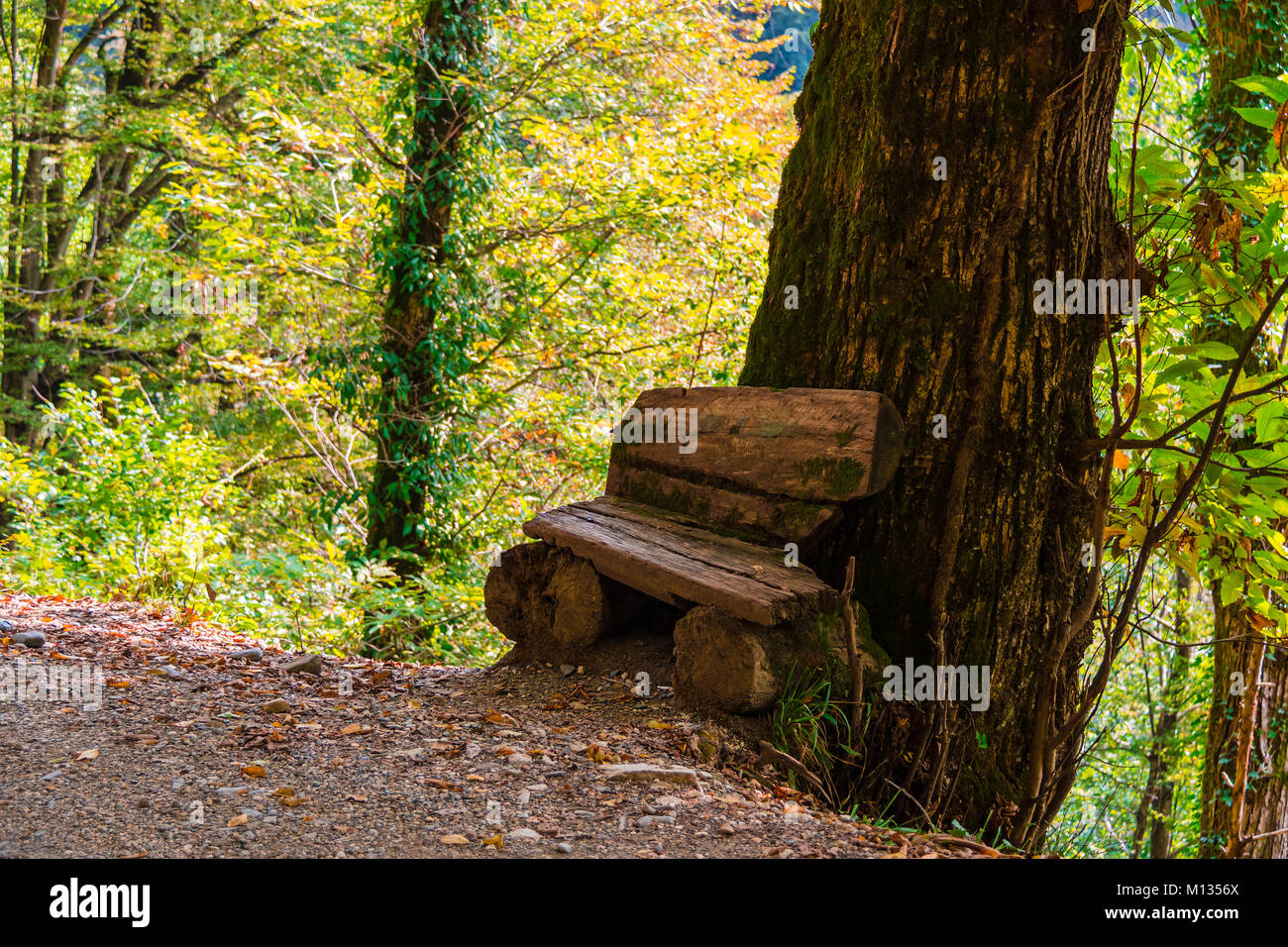 Un banc près du grand tronc d'un arbre qui pousse sur une falaise dans la région ensoleillée journée d'automne, Sochi, Russie Banque D'Images