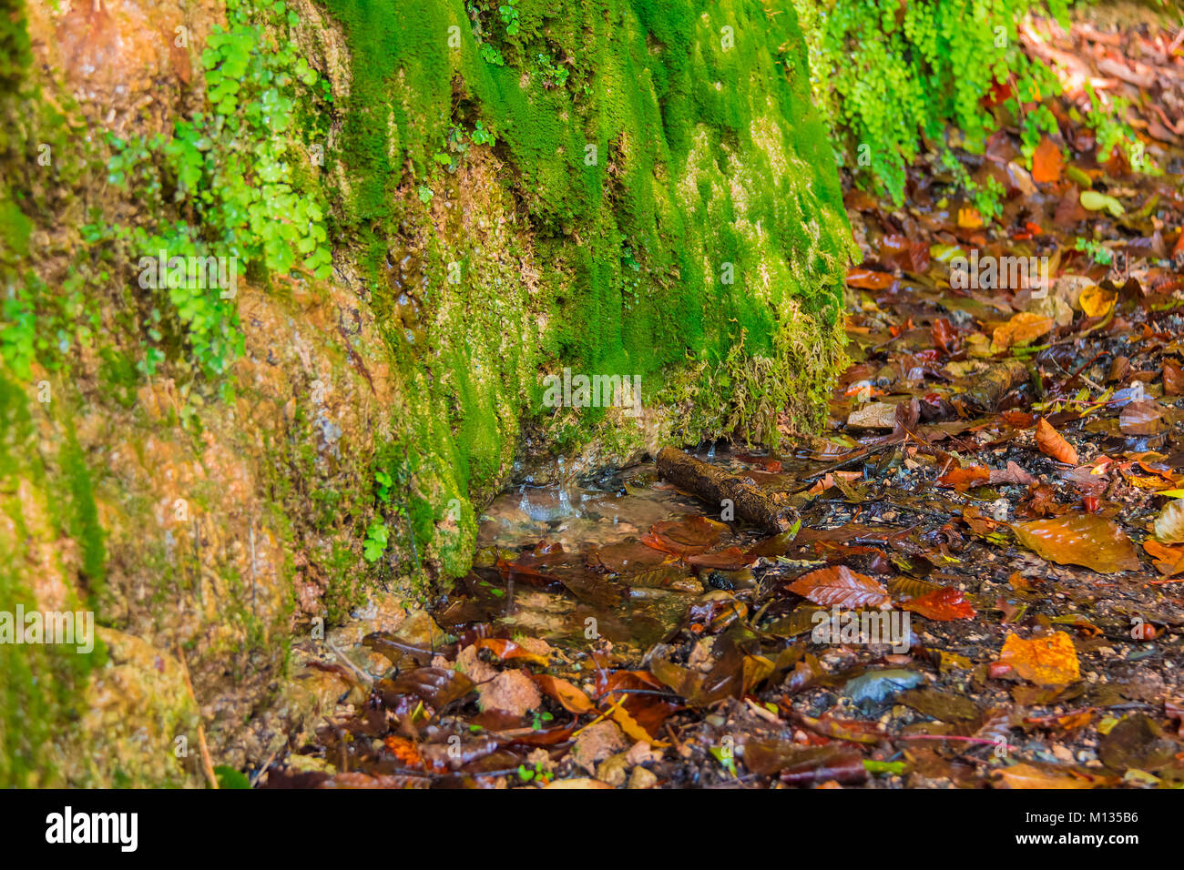 Un mur d'une montagne avec une végétation humide, des feuilles sèches sur le sol et petite flaque avec gouttes d'eau Banque D'Images